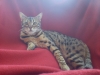 Bengal Bastian 1