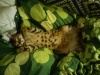 Bengal Bastian 2
