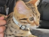 Bengal Bastian 7