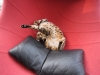 Bengal Bastian 10