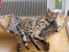 Bengal Bastian 12