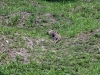 DSC01000