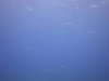 DSC01566