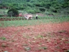 DSC00441