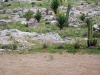 DSC00452