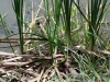 DSC00797